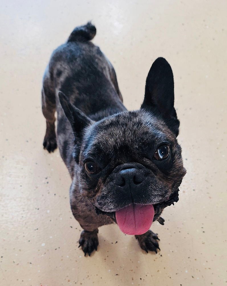Bentley - French Bulldog