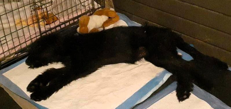 Twiggy (1yo,26lbs) - Scottish Terrier Scottie