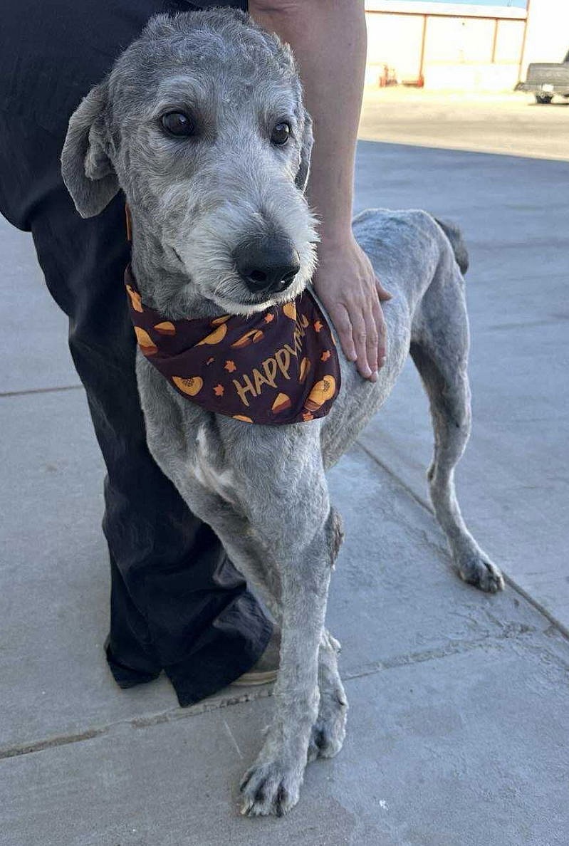 SPONSOR OR FOSTER ME - Bear - Poodle (Standard)