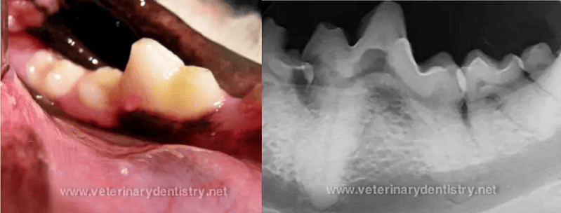 Resorption case in dogs