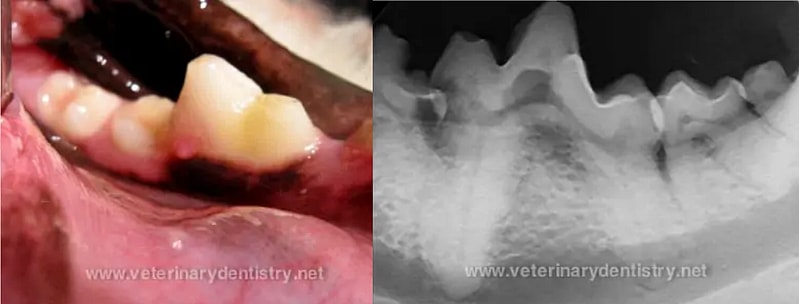 Resorption case in dogs