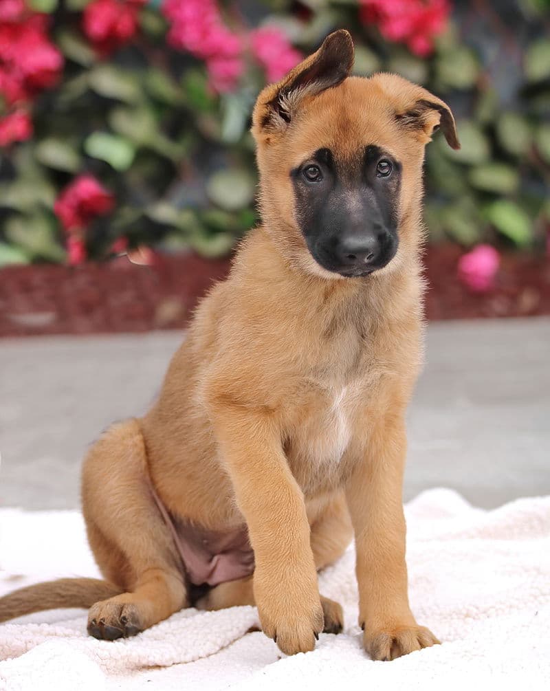 Nova
