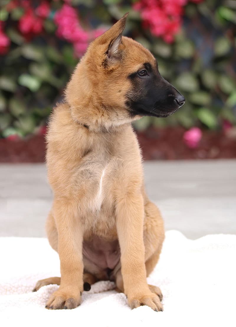 Nova