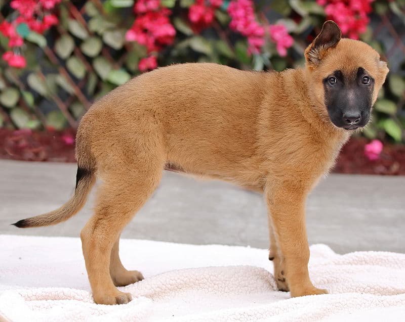 Nova