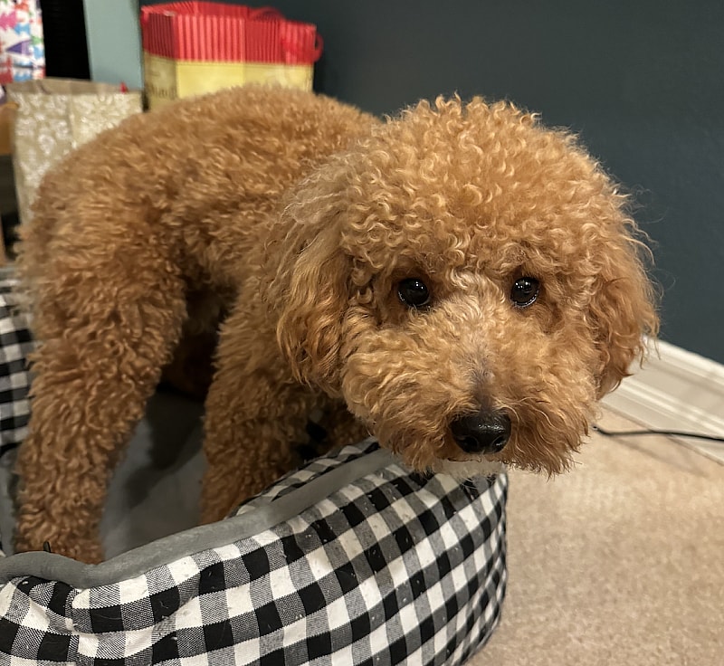 Paraphimosis in Dogs