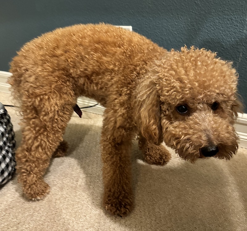 Paraphimosis in Dogs