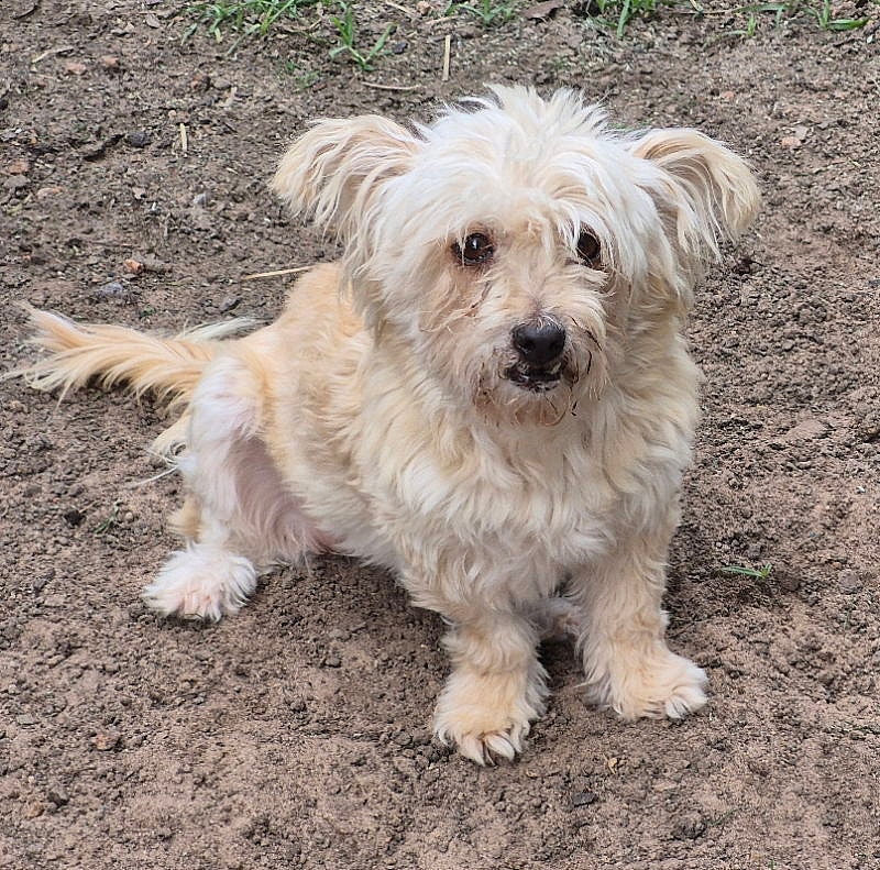 Heidi - Yorkshire Terrier Yorkie