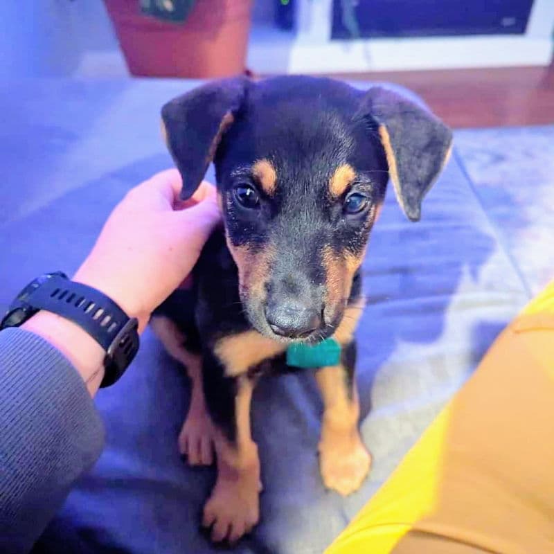Eddie Jr.