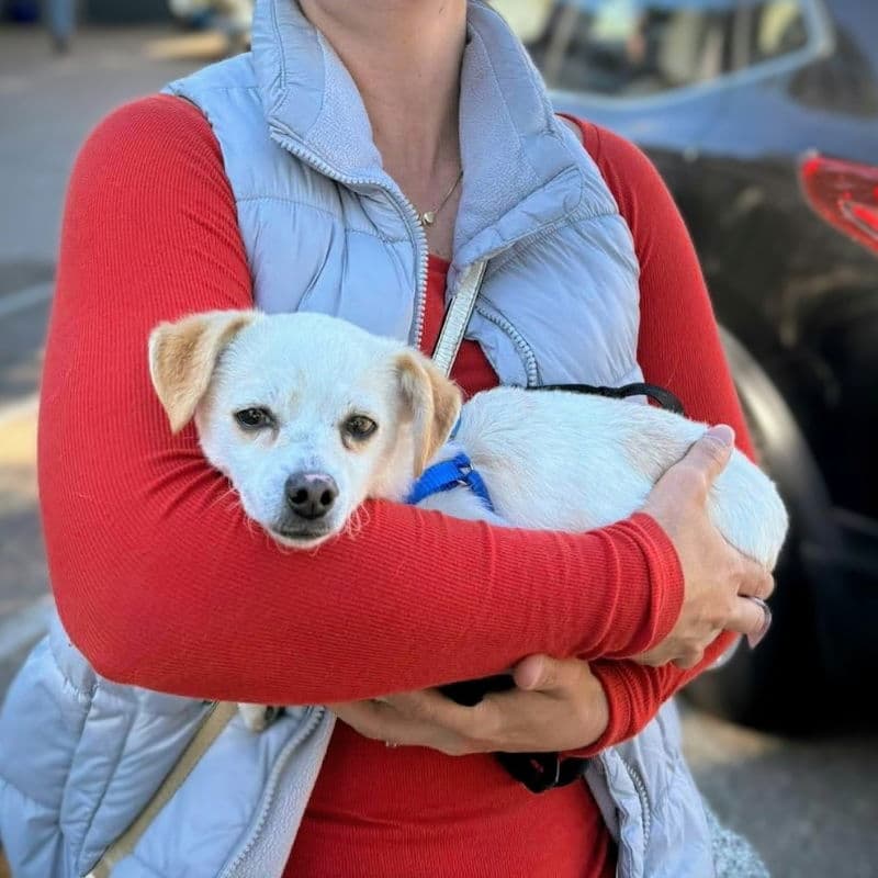 Belly - Chihuahua