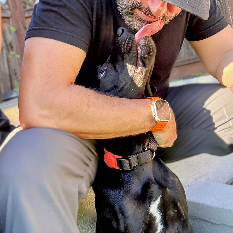 Cocoa Bean - Labrador Retriever