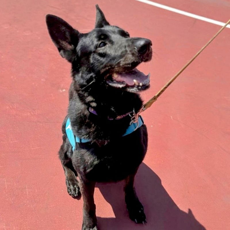 Shena - German Shepherd Dog