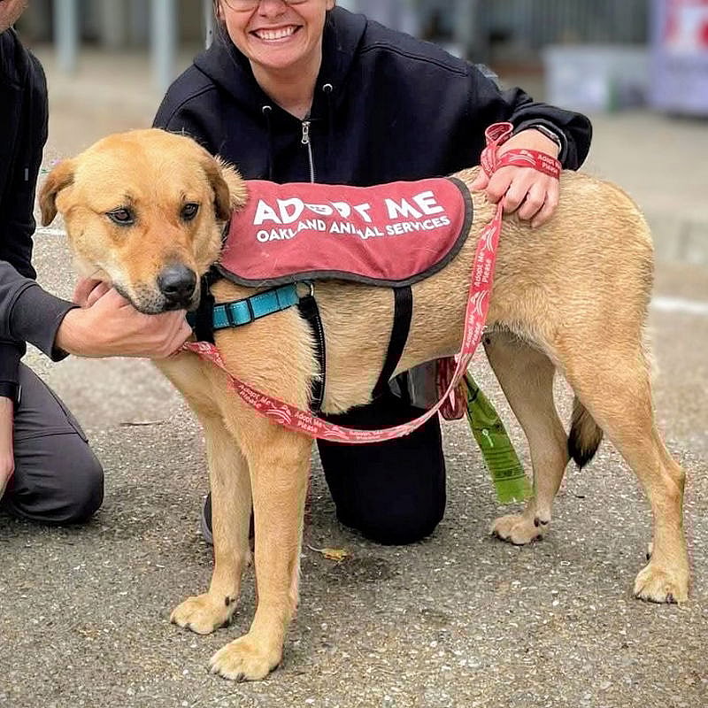 Samantha - Labrador Retriever
