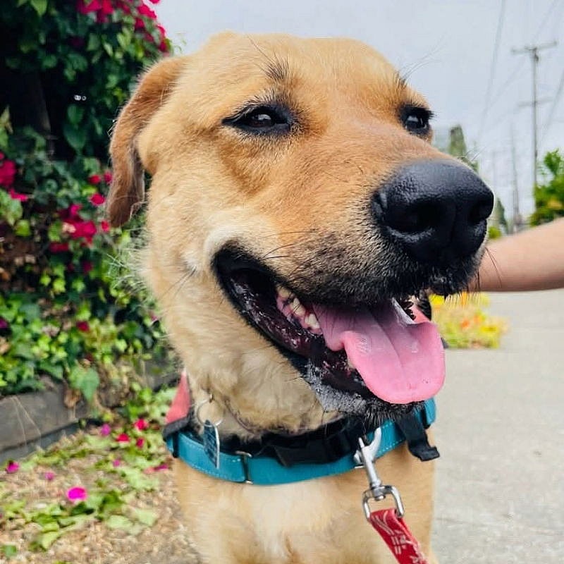 Samantha - Labrador Retriever