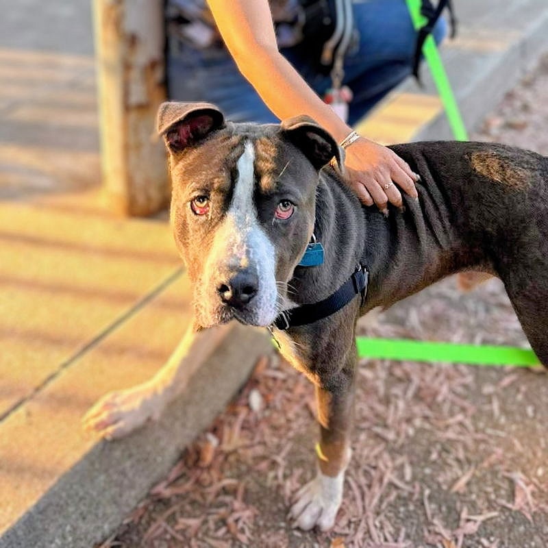 Spinach - Pit Bull Terrier