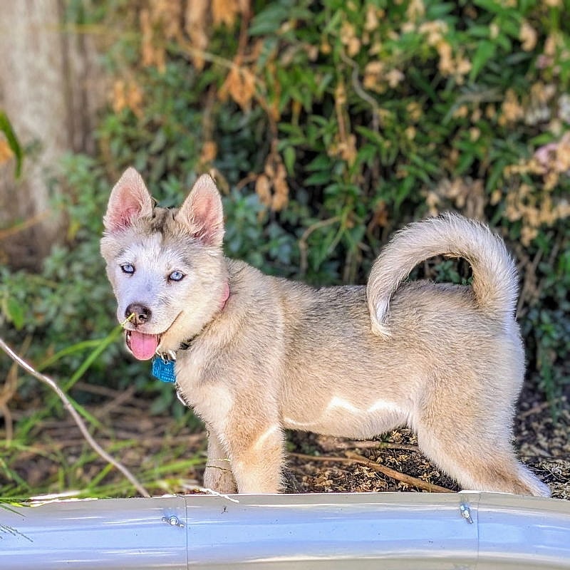 Kiana - Siberian Husky