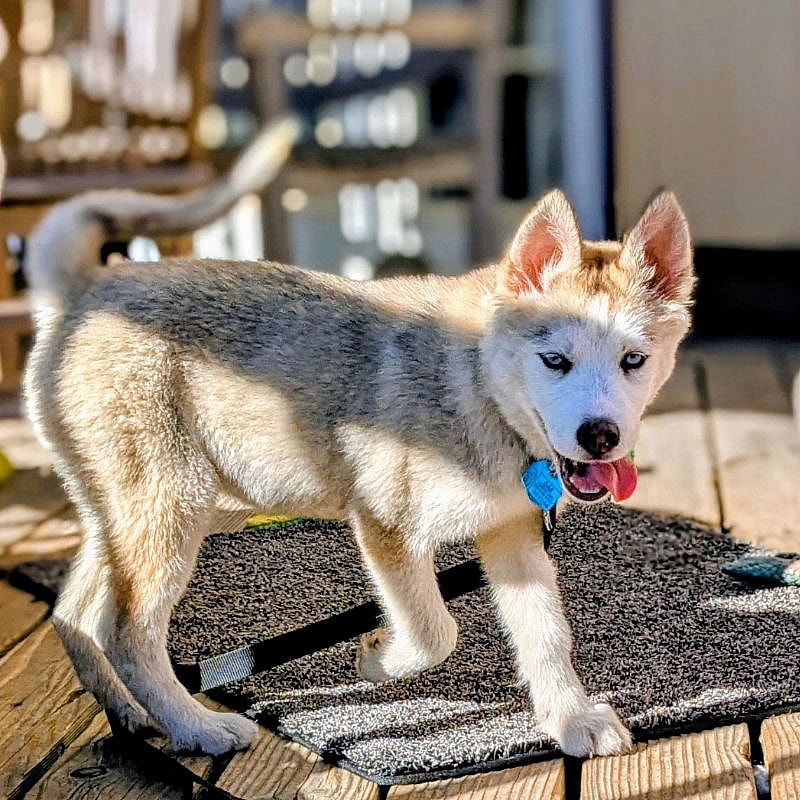 Kiana - Siberian Husky