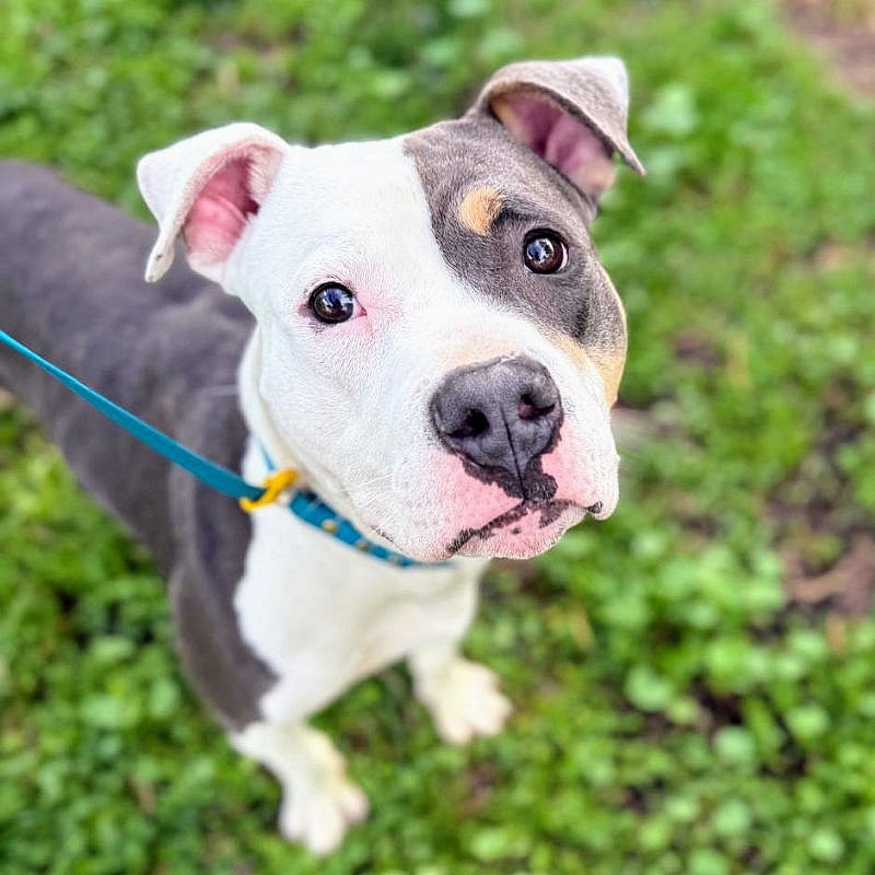 Yodel - Pit Bull Terrier