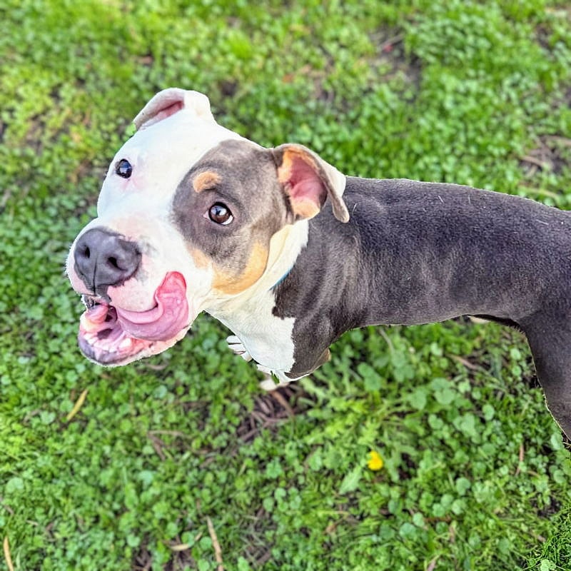 Yodel - Pit Bull Terrier