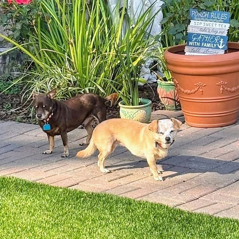 Edith (bonded with Archie) - Chihuahua