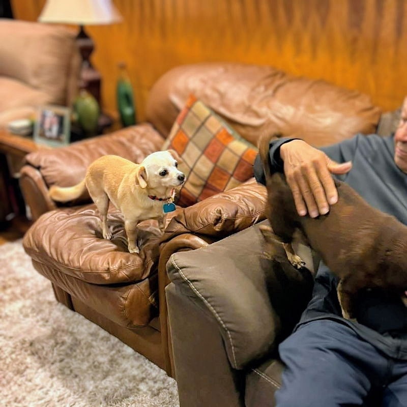 Edith (bonded with Archie) - Chihuahua