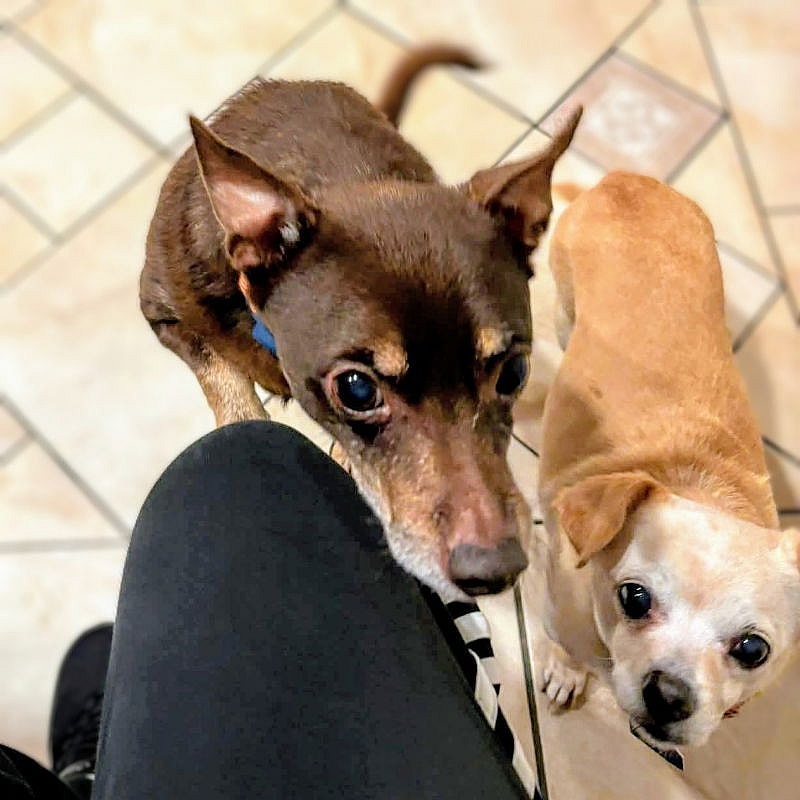 Edith (bonded with Archie) - Chihuahua