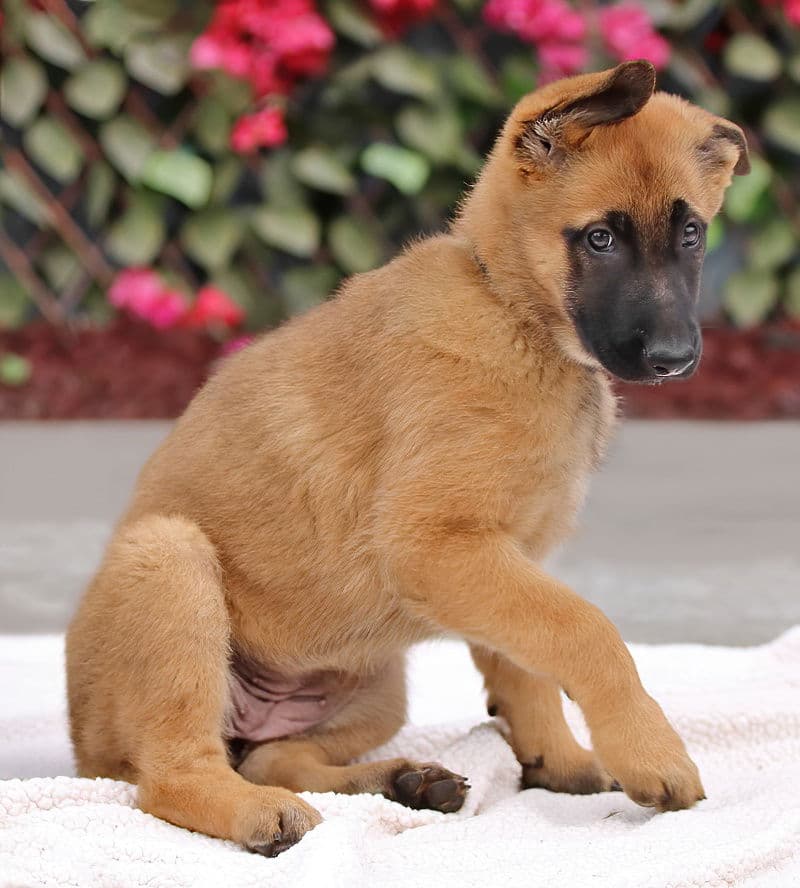 Nova