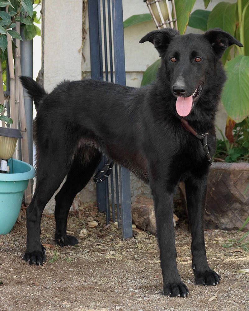 Meg March - Adopt Me! - Shepherd