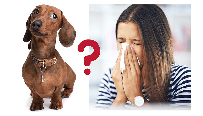 Are Dachshunds Hypoallergenic?
