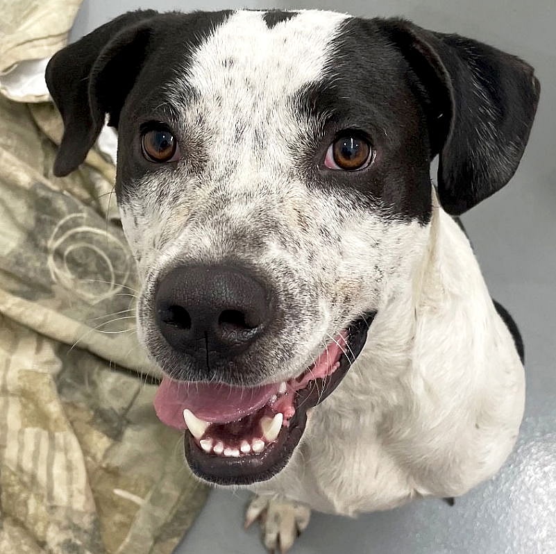 Sammy - Name Your Own Adoption Fee!