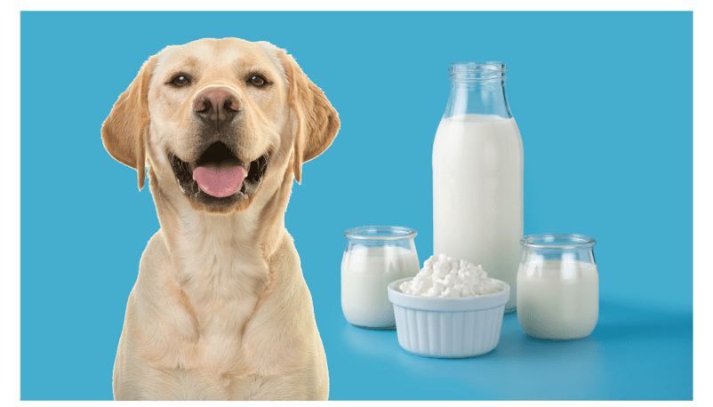 kefir for dogs