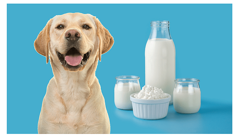 kefir for dogs