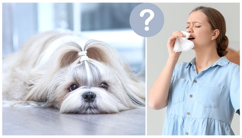 Are Shih Tzu Hypoallergenic