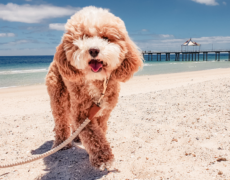 A Cavapoo dog