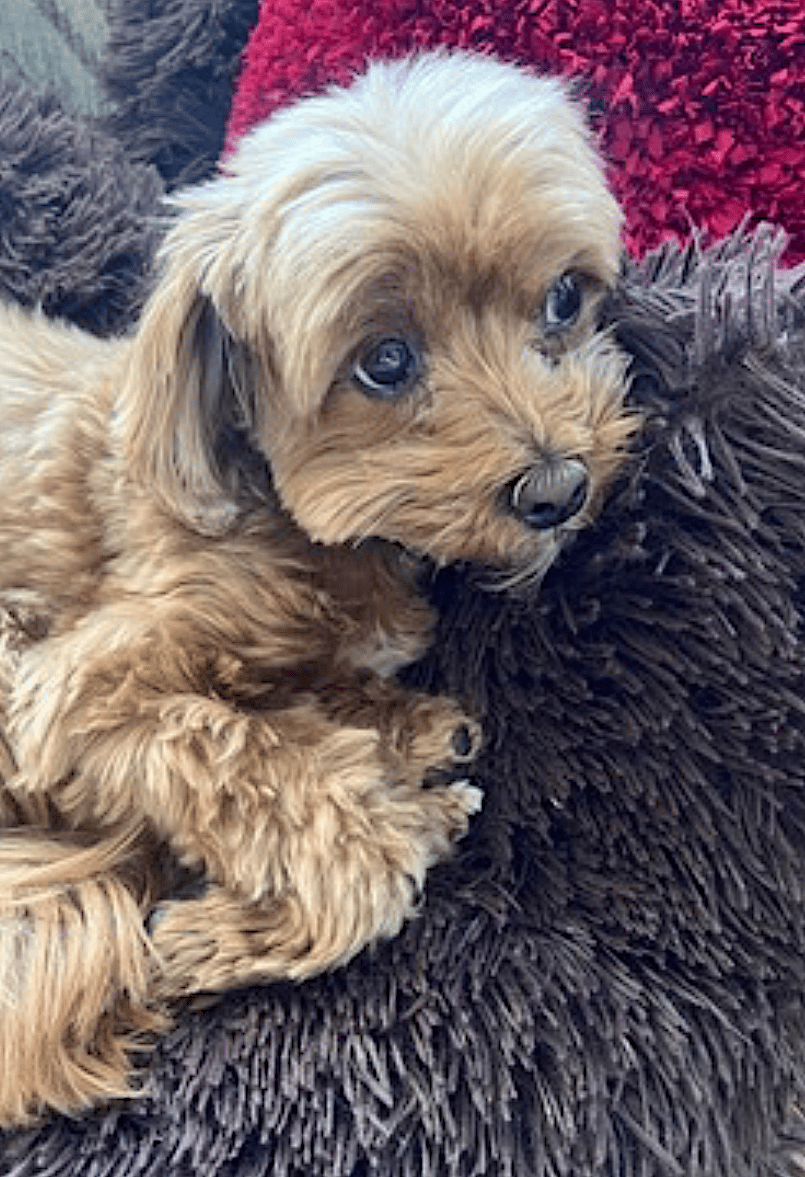 Chai - Maltese