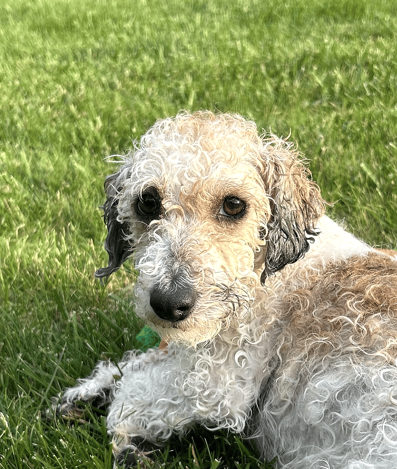 Parker - Poodle (Miniature)