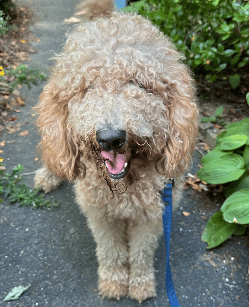 Nala
