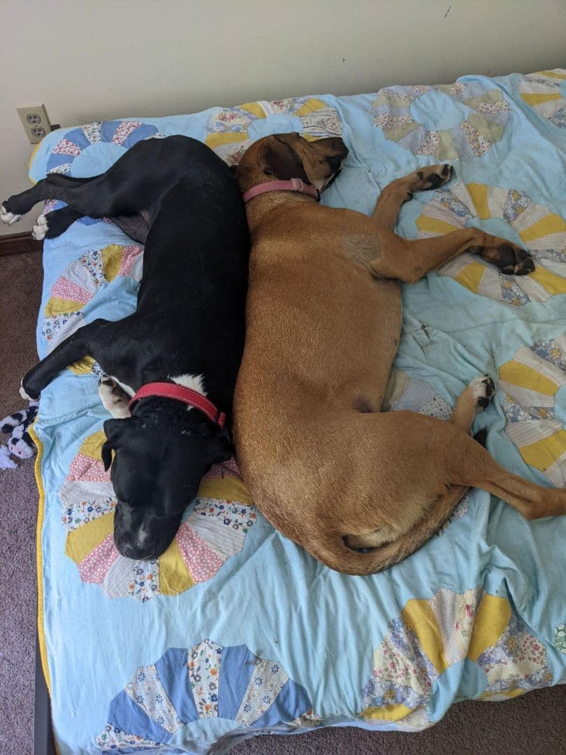 COCO up for Adoption