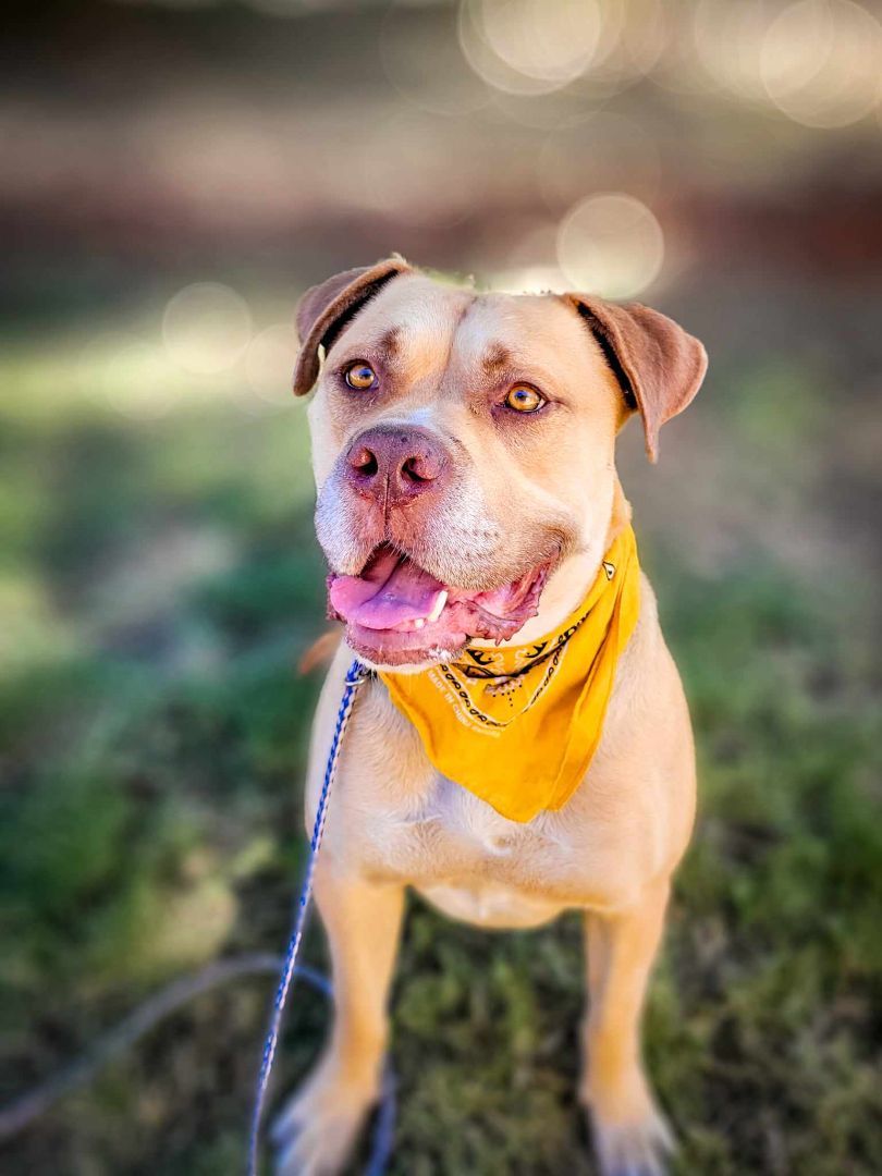 Waffles up for Adoption