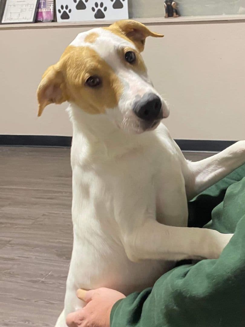 Keystone up for Adoption