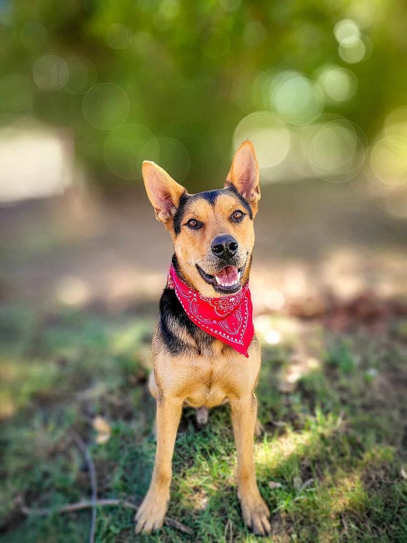 Atlas up for Adoption