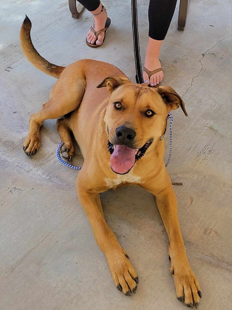 Barrett up for Adoption