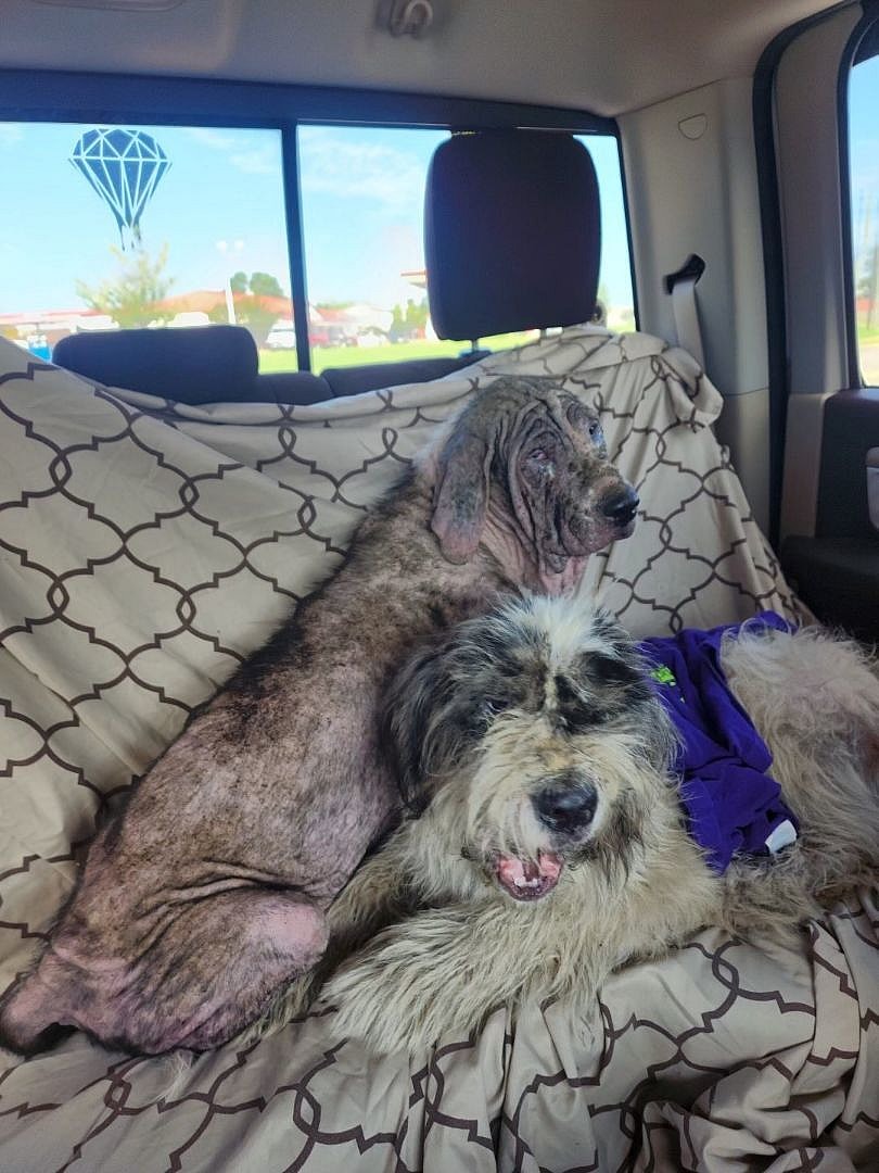 Parker & Silas up for Adoption