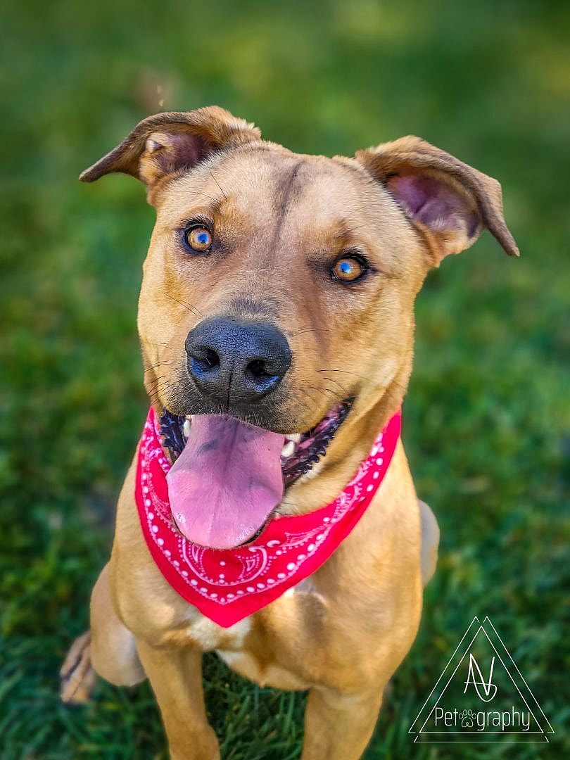 Barrett up for Adoption