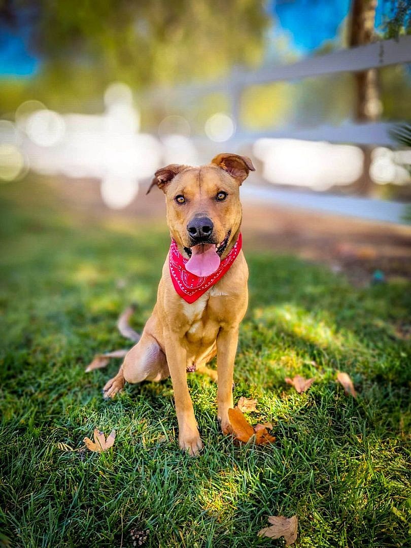 Barrett up for Adoption