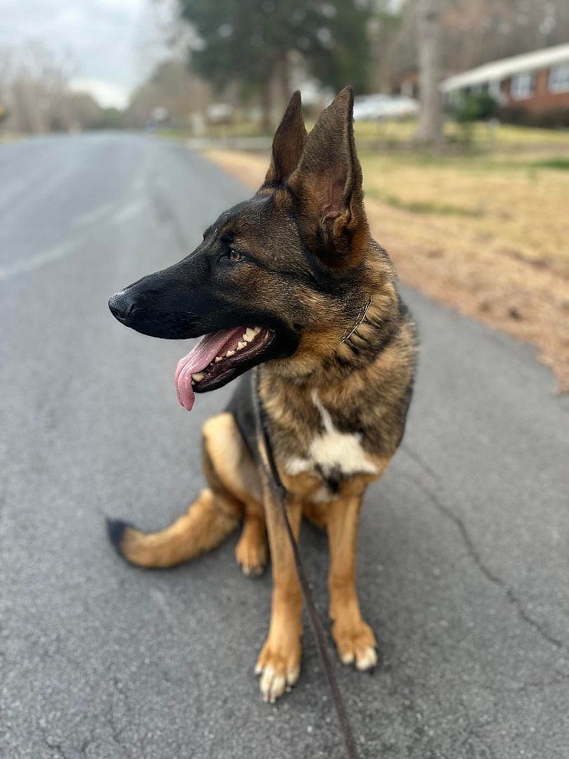Dog up for adoption: Active German Shepherd Returned to Shelter That Saved Him as Pup, Now He Needs New Home