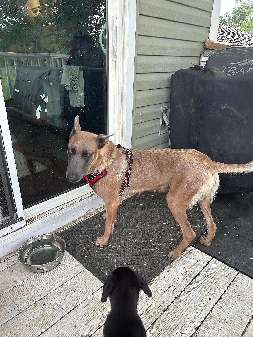 Adele (Momma) - Belgian Shepherd Malinois