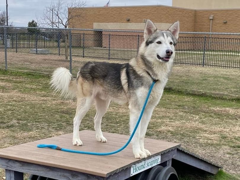 Samuel up for Adoption
