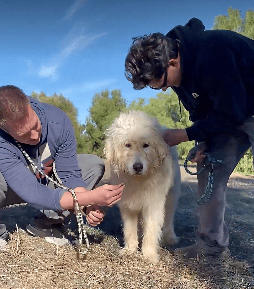 Dog is free of the bottle stuck on his head