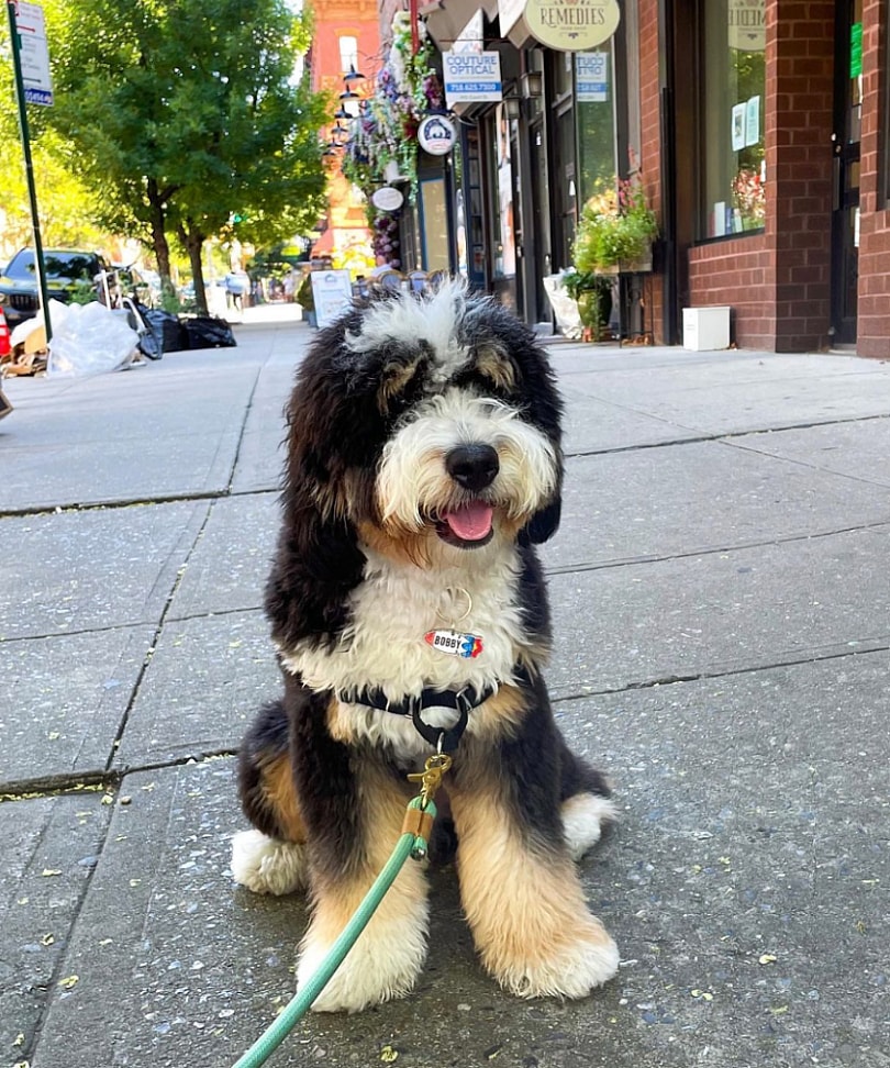Bobby the bernedoodle