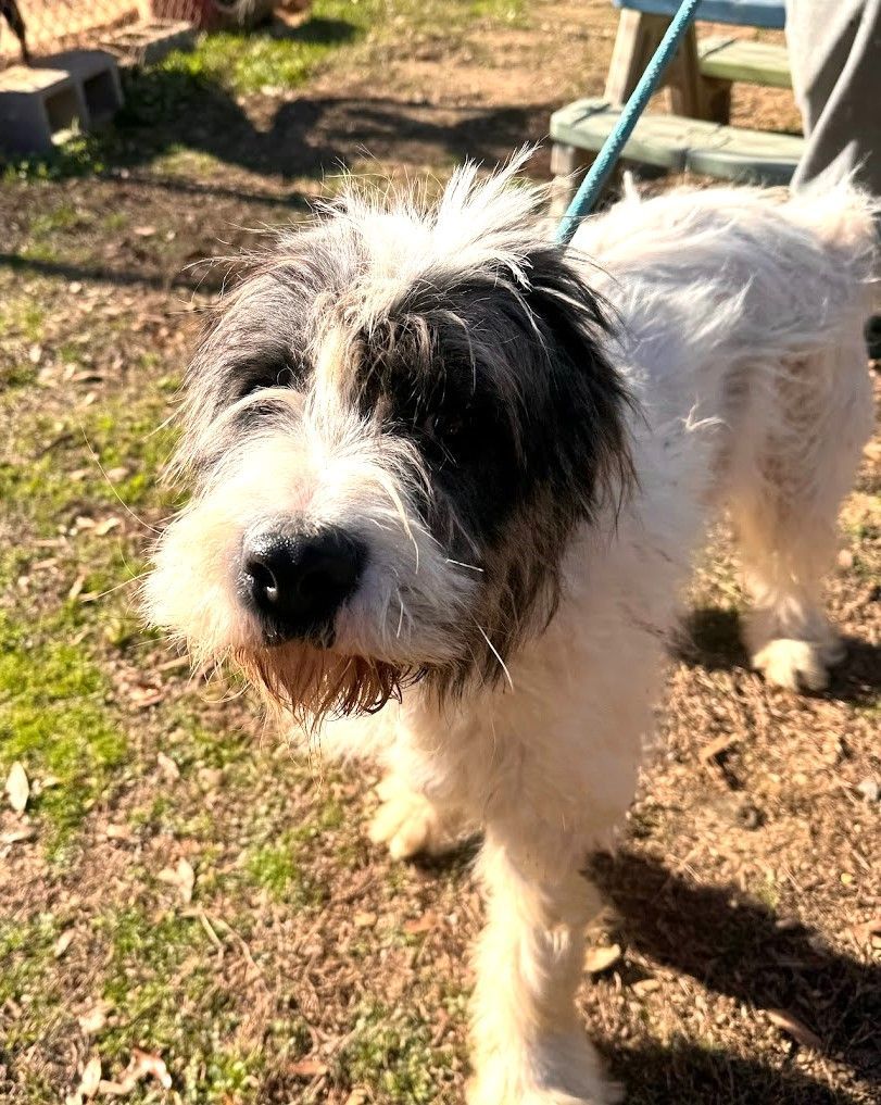 Parker & Silas up for Adoption